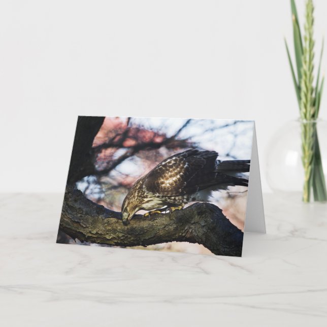 Cartão Red Tail Hawk Greeting Card (Frente)