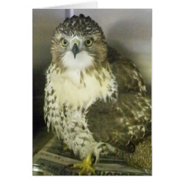 Cartão Red Tailed Hawk