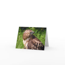 Red-tailed hawk