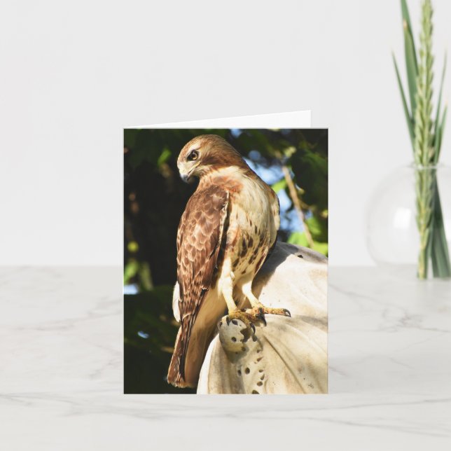 Cartão Red-tailed Hawk #1 - Blank Note Card (Frente)