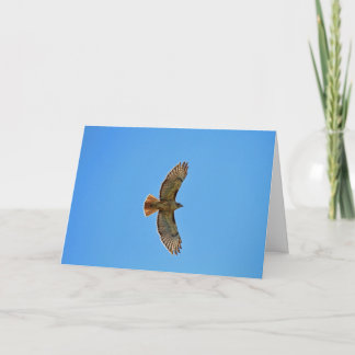 Cartão Red-Tailed Hawk in Flight