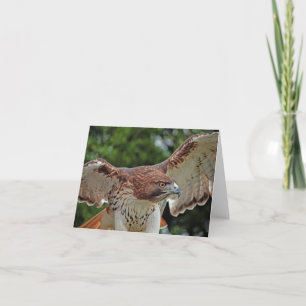 Cartão Red-tailed Hawk note card