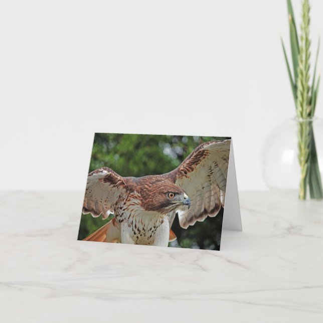 Cartão Red-tailed Hawk note card (Frente)