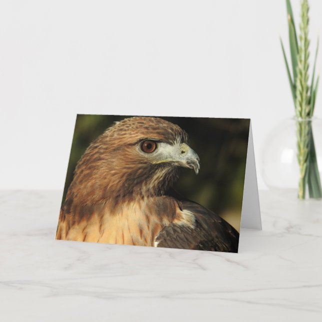 Cartão Red Tailed Hawk Notecard (Frente)