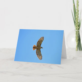 Cartão Red-Tailed Hawk Photo
