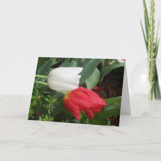Cartão red white tulip card (Frente)