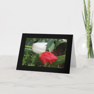 Cartão red white tulips card