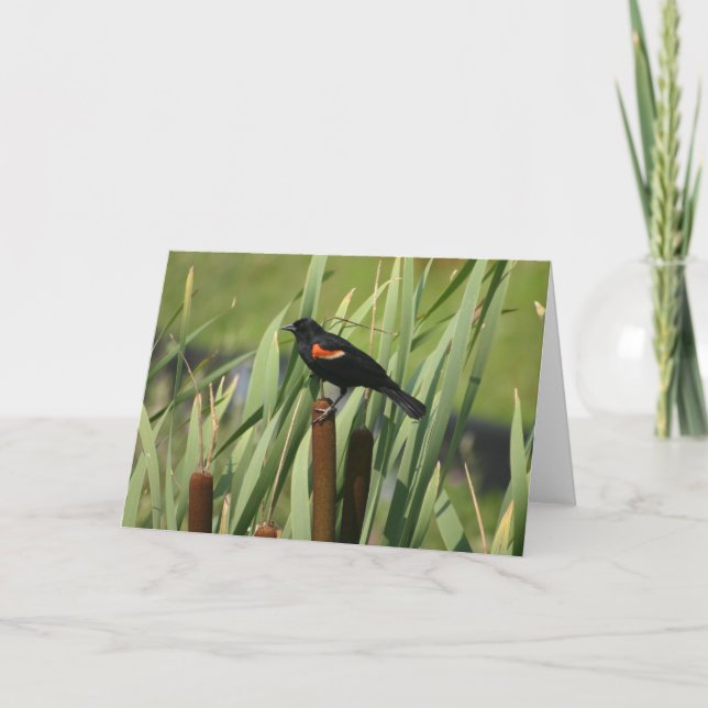 Cartão Red-Winged Blackbird (Frente)