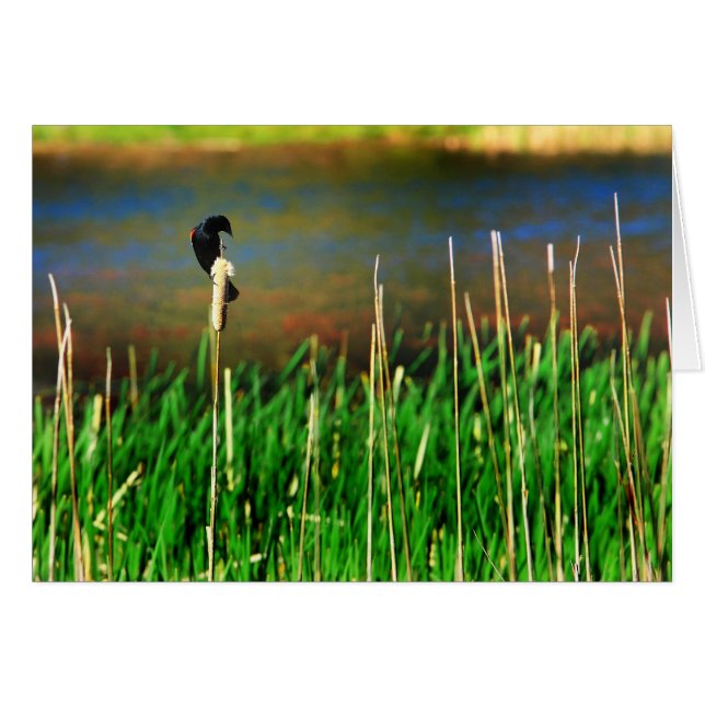 Cartão Red Winged Blackbird (Frente Horizontal)