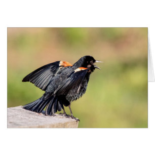 Cartão Red Winged Blackbird Singing