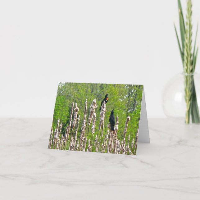 Cartão Red-Winged Blackbirds on Cattails Note Card (Frente)