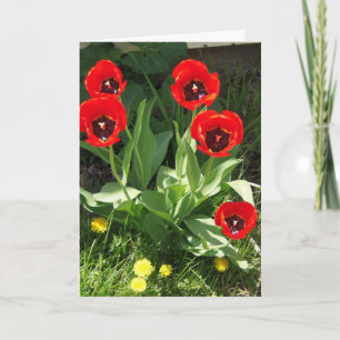 Cartão Red With Black Tulips, Sunshine Day