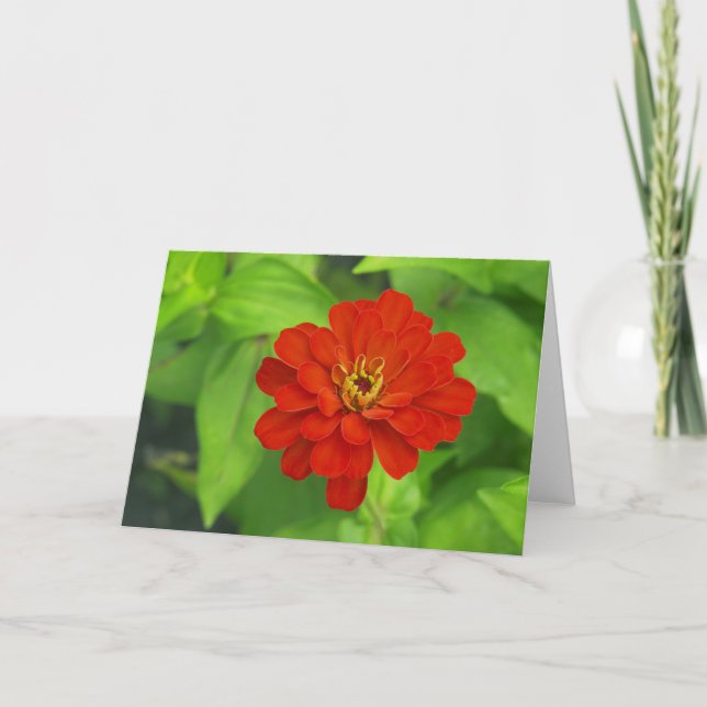 Cartão Red Zinnia Front (Frente)