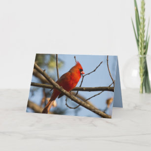 Cartão Redboy assistindo