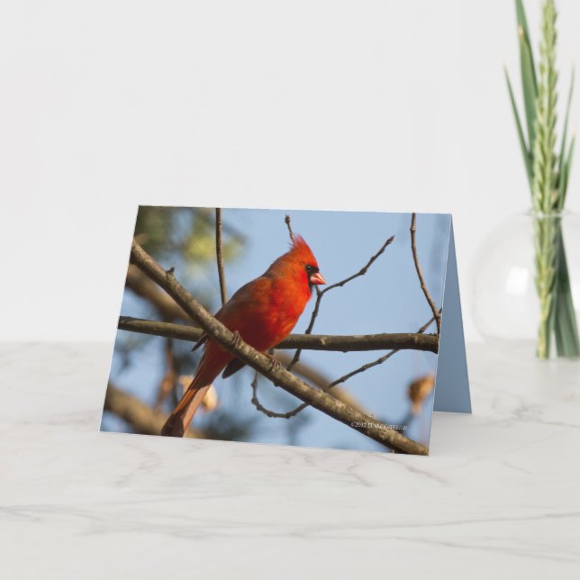 Cartão Redboy assistindo (Frente)