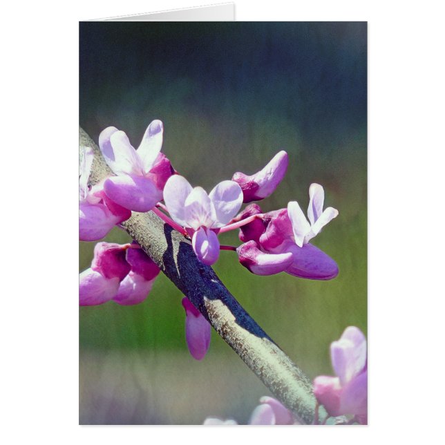 Cartão RedBud (Frente)