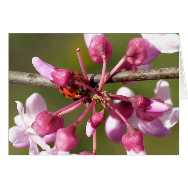 Cartão Redbud florescente com Ladybug (Frente Horizontal)