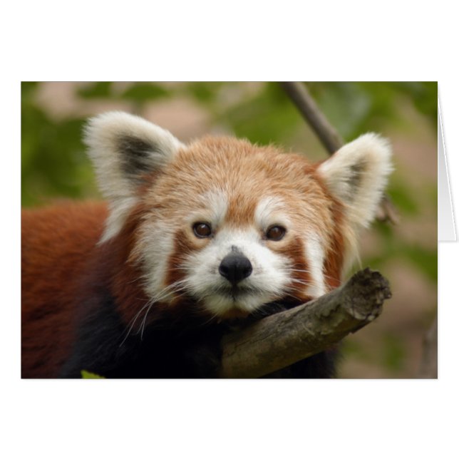 Cartão RedChinesePanda 010 (Frente Horizontal)