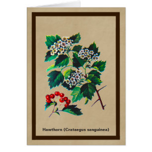 Cartão Redhaw Hawthorn Em Papel Antigo