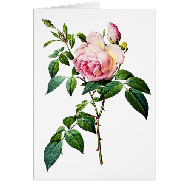 Cartão Redoute Rosas Rosa (Frente)
