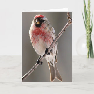 Cartão Redpoll 2 Greeting Card