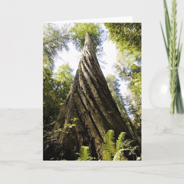 Cartão Redwood (Frente)