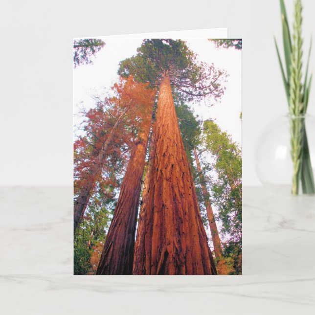 Cartão Redwood Forest - Blank Inside Greeting Card (Frente)