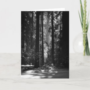 Cartão Redwood Forest, Founder's Grove, 1966