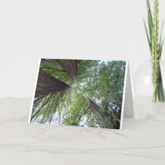 Cartão Redwoods Greeting Card