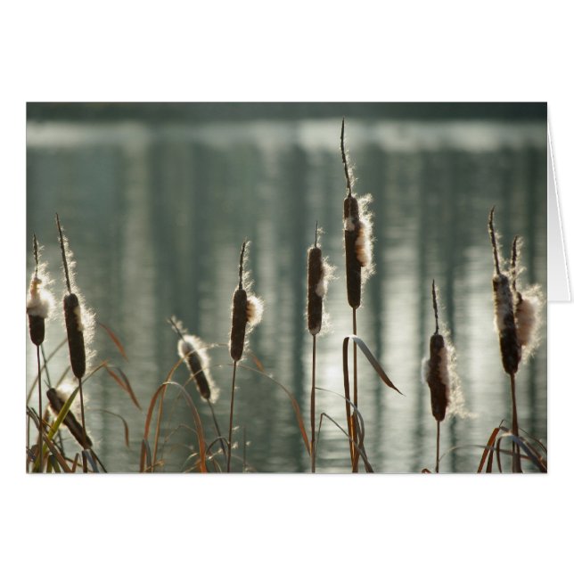 Cartão Reedmaces (Frente Horizontal)