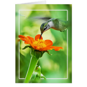 Cartão Refeição do colibri sobre - - mosca