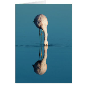 Cartão Reflexão do flamingo, Laguna Chaxa, Atacama