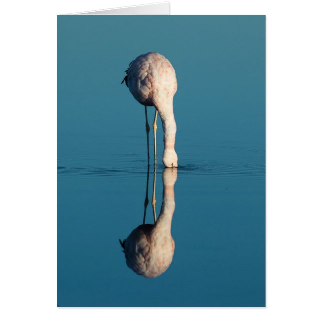 Cartão Reflexão Flamingo, Laguna Chaxa, Atacama (Frente)