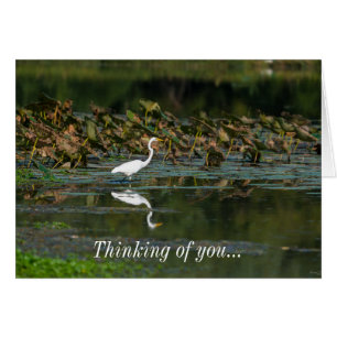 Cartão Reflexão White Egret Pensando Em Você