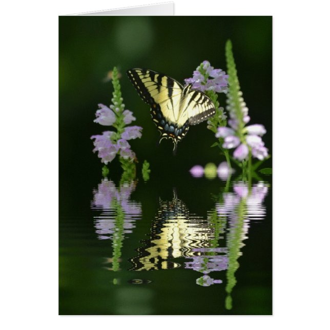 Cartão Reflexões da Borboleta (Frente)