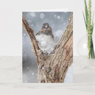 Cartão "Refrigerante" Junco, 5" x 7" Folheto de Saudação