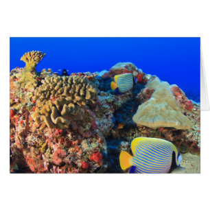 Cartão Regal Angelfish Pygoplites diacanthus),