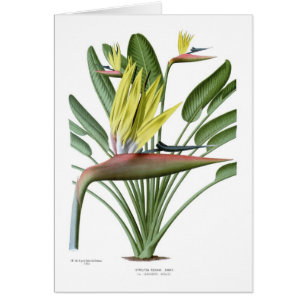 Cartão Reginae do Strelitzia