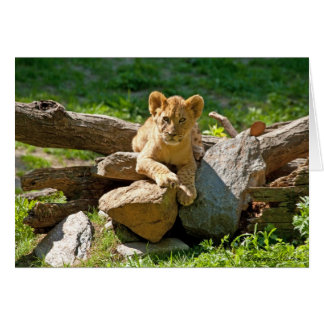 Cartão Rei da Selva