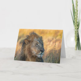 Cartão Rei da Selva, Botsuana