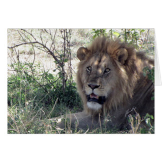 Cartão Rei do leão (dos Lions Clube) (Serengeti,