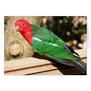 Cartão Rei Papagaio Australiano (vermelho e verde)
