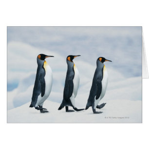 Cartão Rei pinguins