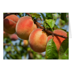 Cartão Reife Weingartenpfirsiche