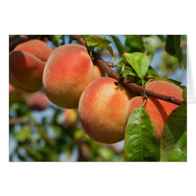 Cartão Reife Weingartenpfirsiche (Frente Horizontal)