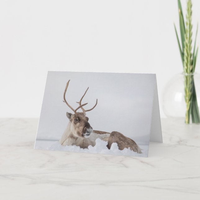 Cartão Reindeer na Foto da Neve (Frente)