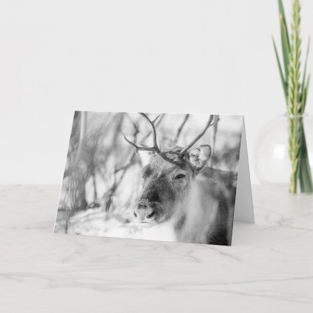 Cartão Reindeer Nature Photo (Frente)