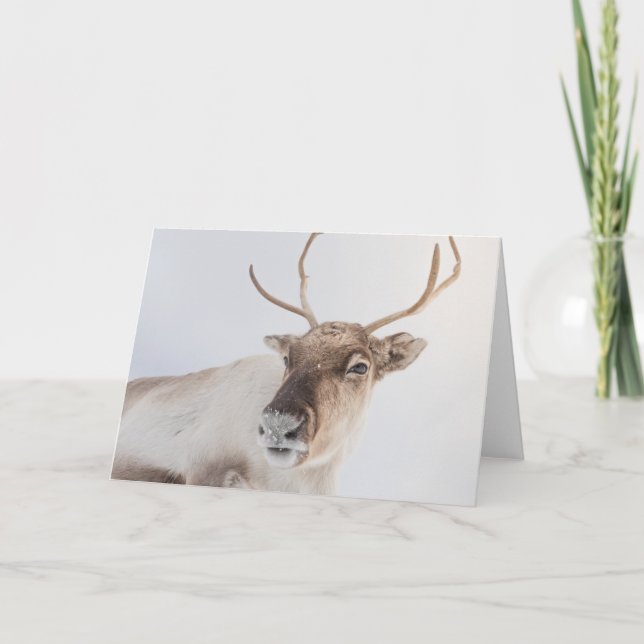Cartão Reindeer Nature Photo (Frente)