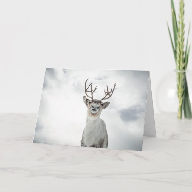 Cartão Reindeer Nature Photo (Frente)