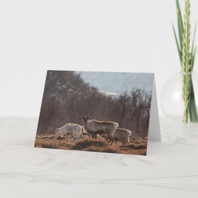 Cartão Reindeer Nature Photo (Frente)